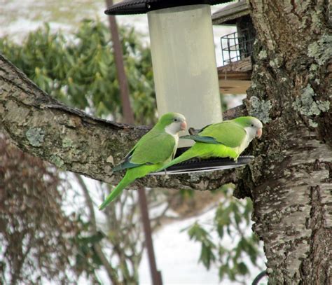 Monk Parakeets in wild | Our Fine Feathered Friends