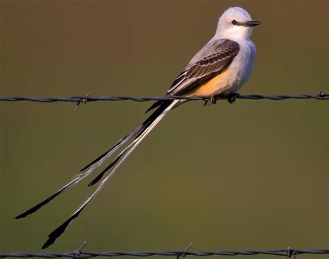 Scissor-Tailed Flycatcher Facts, Info, Habitat, Pictures