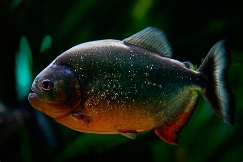 Piranha Free Photo Download | FreeImages