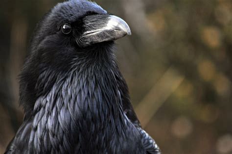 Raven Bird Free Stock Photo - Public Domain Pictures