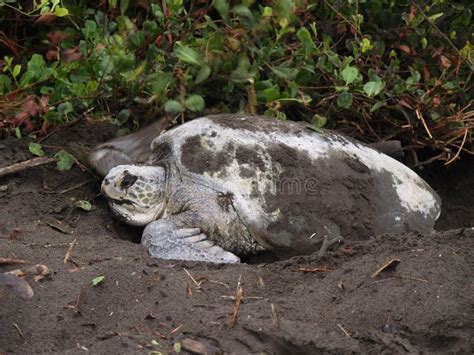 Sea Turtle In Tortuguero National Park, Costa Rica Stock Images - Image ...