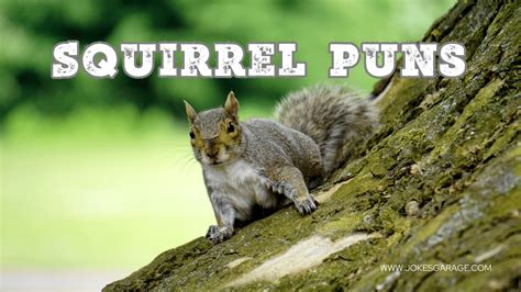 56 Cute Squirrel Puns - Jokes Garage