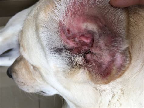 Dog Ear Mites Vs Yeast Infection