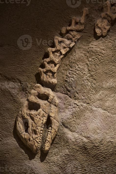 Dinosaur fossil for background 13068336 Stock Photo at Vecteezy