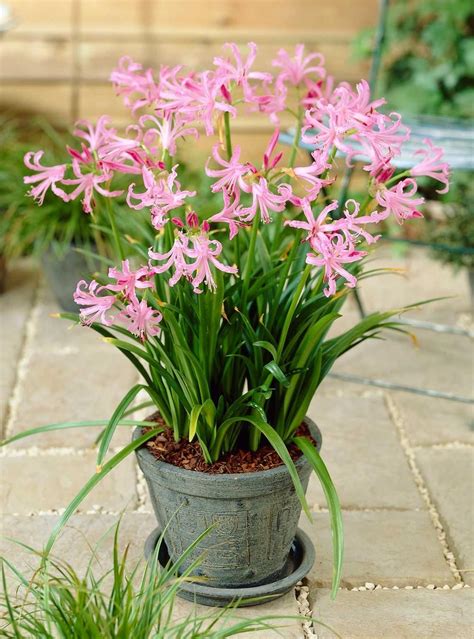 Best Summer Bulbs for Containers: Nerine bowdenii is a fall-flowering bulb with fragrant, candy ...