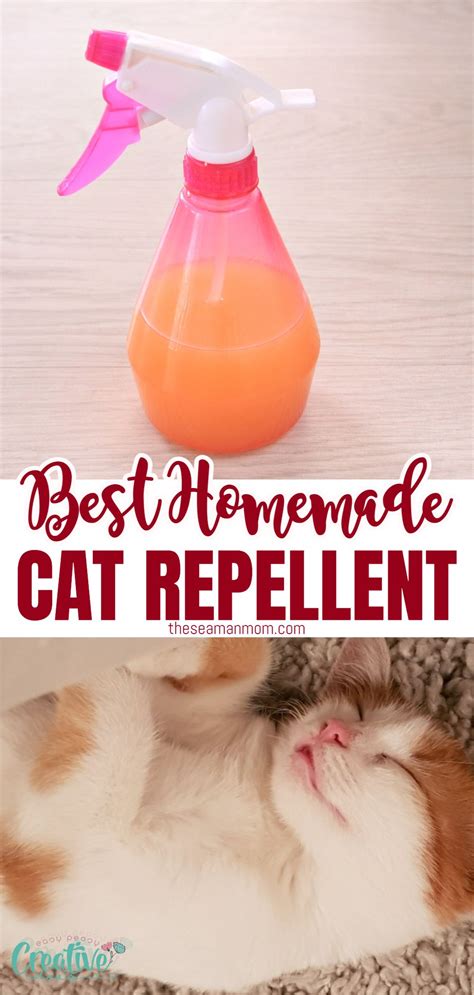 Easy & Efficient Natural Cat Repellent - Easy Peasy Creative Ideas