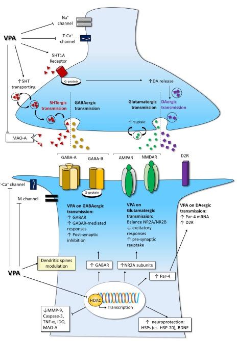 machen Sie ein Foto ewig Film valproate mechanism of action ...