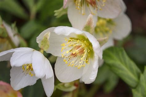 Christmas rose - planting, care and tips - live-native.com