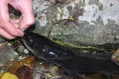 The Lazy Lizard's Tales: Freshwater eels (Anguillidae)