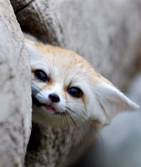 The Ultimate Collection of Baby Fennec Fox Pictures | Cute animals, Animals, Animals beautiful