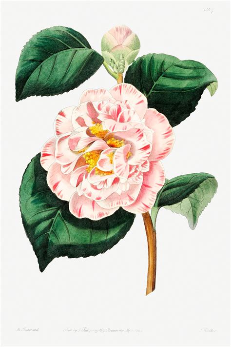Gray's invincible camellia from Edwards’s | Free Photo - rawpixel