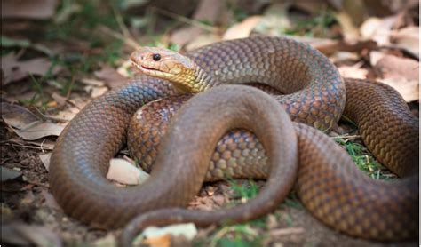 Fatal snake bites in Australia: facts, stats and stories