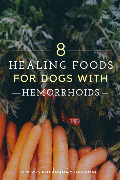 8 Healing Foods for Dogs With Hemorrhoids | Your Dog Advisor | Dog food recipes, Healing food ...