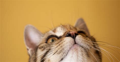 Portrait of Cute Cat Looking Up · Free Stock Photo