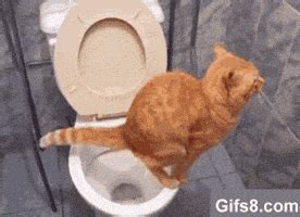 Cat Poop GIFs - Find & Share on GIPHY