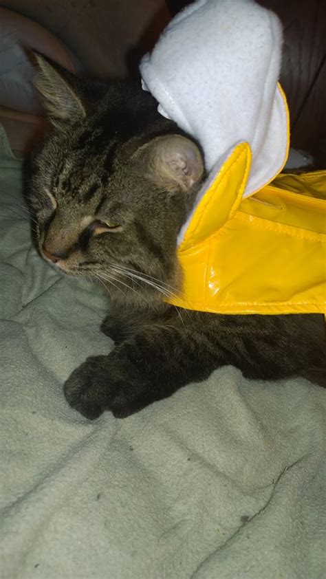 I put my Cat in a Banana Costume (10 Pics of my Cat in Banana Costume ...