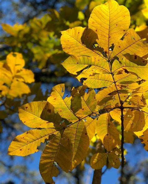 Mockernut hickory | Plant leaves, Gardening zones, Plants