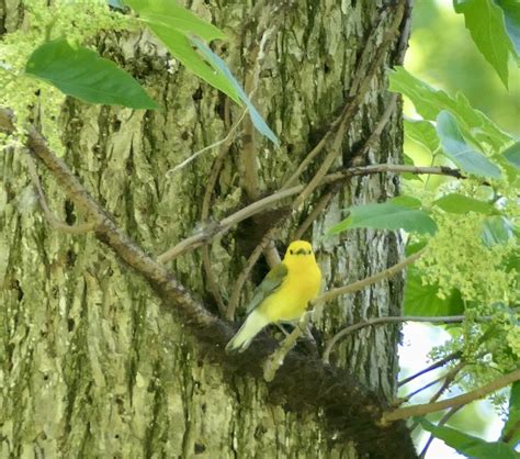 NestWatch | Prothonotary Warbler - NestWatch