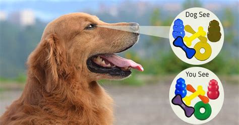 what colors can dogs see | Do Dog See Colors-Fairgaze [1 min read]