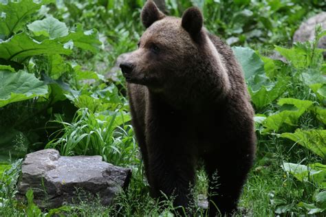 Bears in the Carpathian Mountains Romania wildlife holiday | Europe trip idea | Wildlife Worldwide