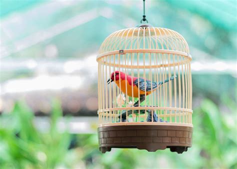 How to Choose the Right Bird Cage Size and Bar Spacing