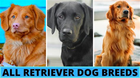 All Retriever Dog Breeds - YouTube