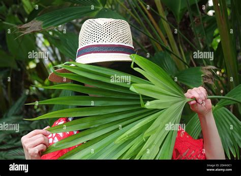 Woman in wide brim hat behind the fan-shaped leaves of Panama Hat Plant Stock Photo - Alamy