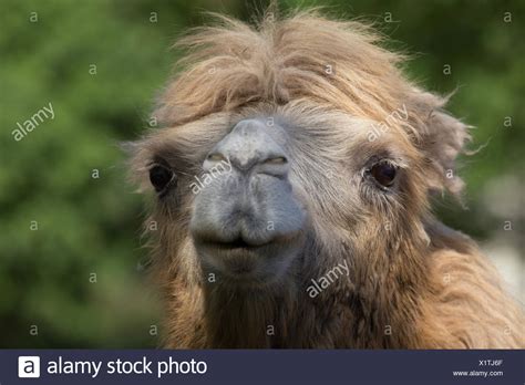 Camel Hair Stock Photos & Camel Hair Stock Images - Alamy