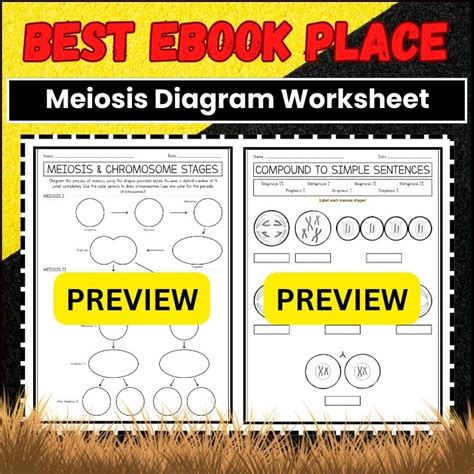 Free meiosis diagram worksheet, Download Free meiosis diagram worksheet png images, Free ...