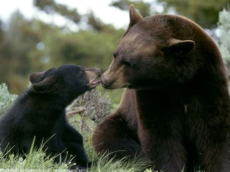 Interesting facts about Great Smoky Mountains National Park | Just Fun Facts