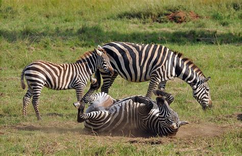 Wildlife in Kidepo - Kidepo Valley National Park