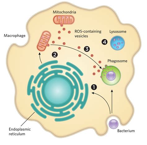 Infographic: How Macrophage Mitochondria Help Destroy Pathogens | The Scientist Magazine®