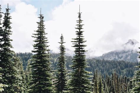 20 Facts About Evergreen Trees - Facts.net