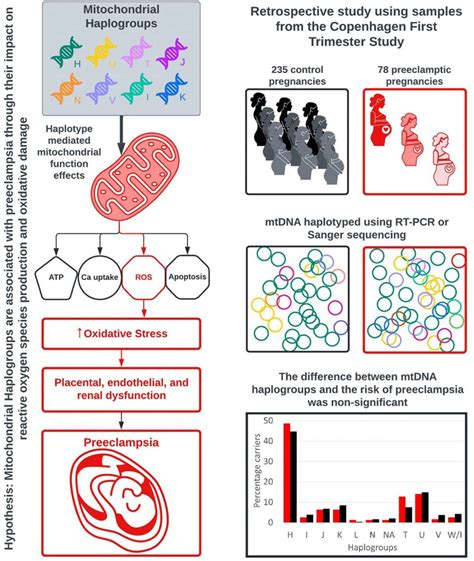 The significance of mitochondrial haplogroups in preeclampsia risk ...