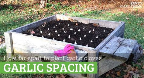 Garlic Spacing: How Far Apart to Plant Garlic for Big Bulbs