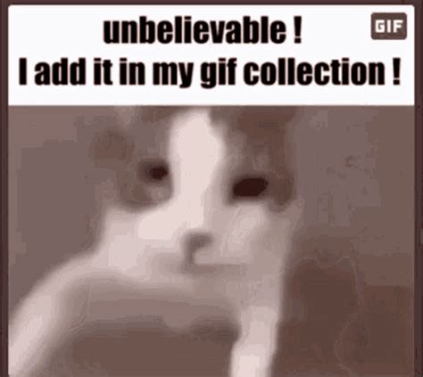 Cat Meme GIF - CAT MEME GIF - Discover & Share GIFs