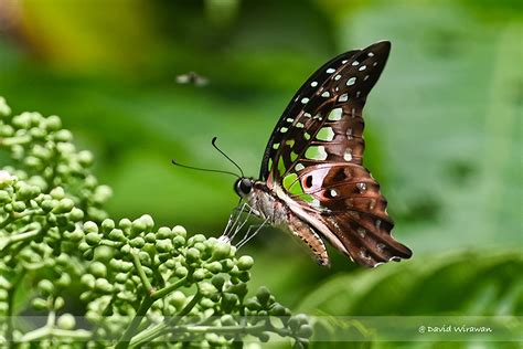 Tailed Jay - Singapore Geographic