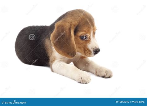 Sad Beagle Puppy Stock Photography - Image: 15057312