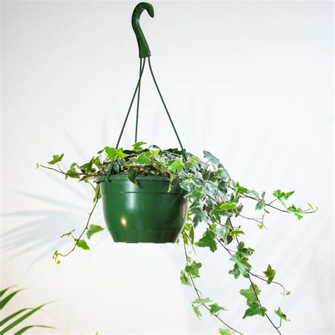 Variegated English Ivy | Hedera helix in a 8 inch pot hanging basket – Promise Supply