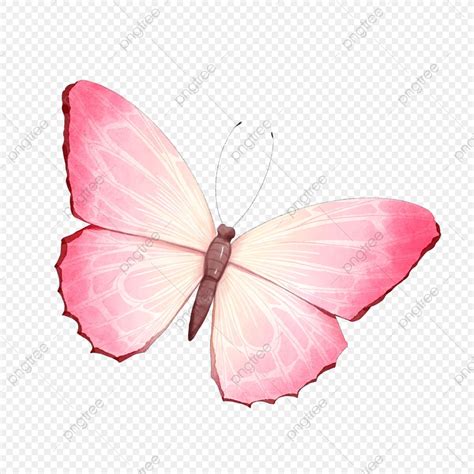 Pink Watercolor Butterfly PNG Transparent, Butterfly Watercolor ...