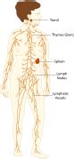 File:TE-Lymphatic system diagram.svg - Wikiversity