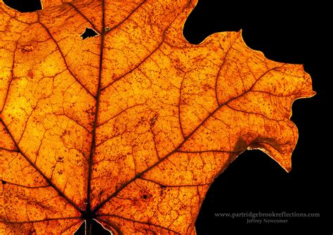 Getting it Right in the Digital Camera : Macro Leaf Photography for ...