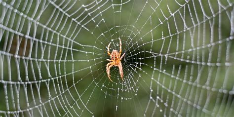 Spider Control: Extermination of Spiders - National Pest Management Association