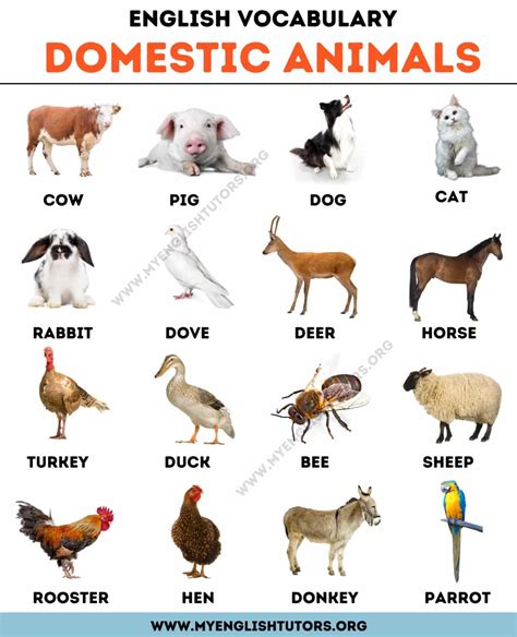 Farm Animals: List of 15+ Animals that Live in the Farm – My English Tutors