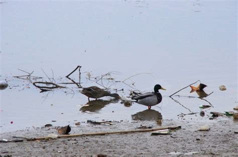 Ducks In Dirty Pond Water Free Stock Photo - Public Domain Pictures