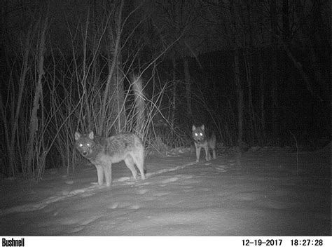 Our wolf pack came back last week. (Ontario.) : r/trailcam