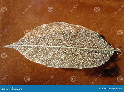 Silk Leaf stock photo. Image of detail, scroll, life, nervure - 8018730