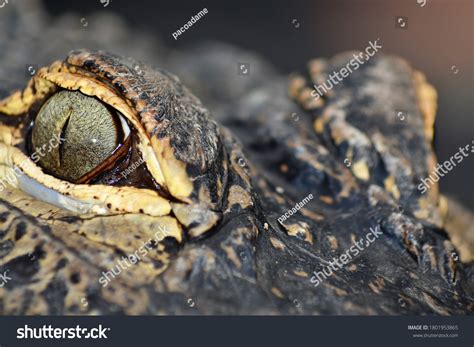 7,689 Crocodile eyes close up Images, Stock Photos & Vectors | Shutterstock