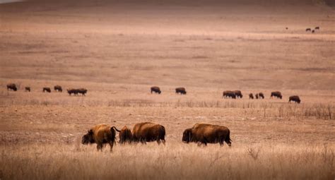 Drive Through Tallgrass Prairie Preserve For A Great Day Trip In Oklahoma