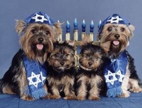 Happy Hanukkah - Peace, Puppy Love And Happiness To All! - Animal Fair